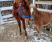 beautiful-national-show-horse