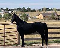 white-whisps-on-forehead-horse