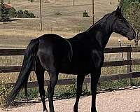 black-white-whisps-on-forehead-horse