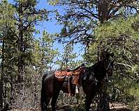 black-pastern-horse