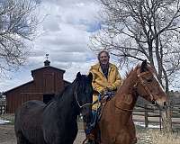 circles-missouri-fox-trotter-horse