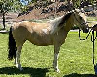 buckskin-paint-horse