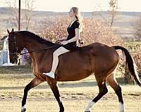 show-jumper-akhal-teke-horse