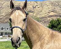 17-hand-quarab-horse