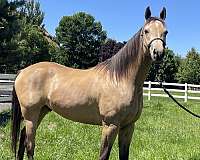 endurance-flashy-gelding