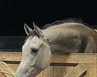 longe-line-quarab-horse