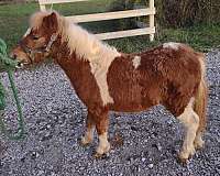 affordable-miniature-horse