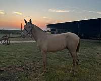 bay-andalusian-colt