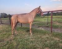 gentle-colt-andalusian-horse