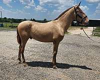 amazing-andalusian-horse