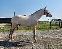 perlino-andalusian-colt