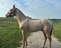 great-manners-andalusian-horse