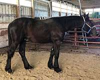 available-percheron-horse