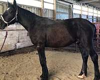 big-bone-percheron-horse