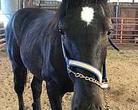 champion-pedigree-percheron-horse