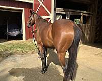 barrel-thoroughbred-horse