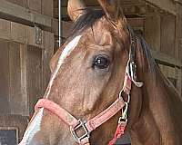 hunter-thoroughbred-horse