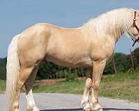 grey-appaloosa-horse
