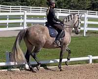 shown-successfully-andalusian-horse