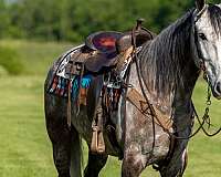 bone-kentucky-mountain-horse