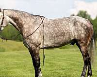 brave-kentucky-mountain-horse