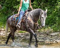 colton-kentucky-mountain-horse