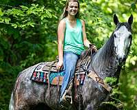 confidence-kentucky-mountain-horse