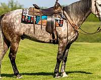 dapple-grey-kentucky-mountain-horse