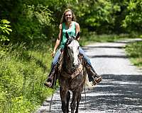 dappled-grey-kentucky-mountain-horse