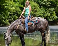 grey-gelding-kentucky-mountain-horse