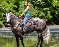 local-kentucky-mountain-horse