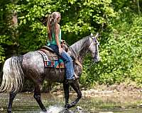 night-kentucky-mountain-horse