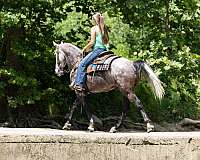 park-kentucky-mountain-horse