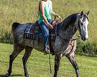 rail-kentucky-mountain-horse