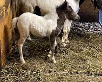 black-pinto-miniature-colt-foal