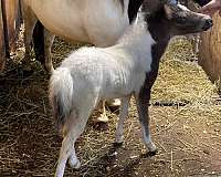 black-pinto-amhr-colt-foal