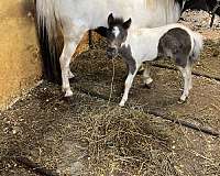 show-colt-foal