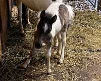 black-pinto-colt-foal-for-sale