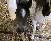 amhr-colt-foal