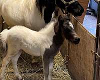 black-pinto-colt-foal