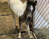 miniature-pinto-colt-foal