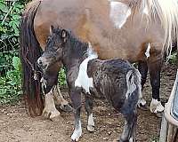 miniature-tennessee-filly