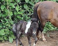 therapy-horse-filly