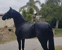 black-andalusian-stallion