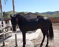 black-breeding-stallion-horse