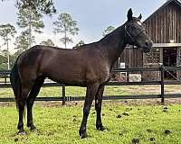 quarter-horse-for-sale