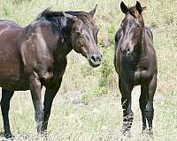 black-none-horse