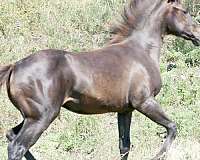 aqha-registered-quarter-horse