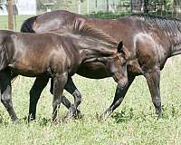 weanling-quarter-horse