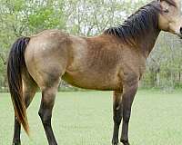 black-filly-quarter-horse